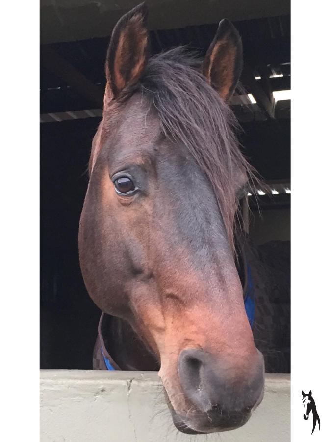 Ross Farms Guest Vakantieboerderij Wellington